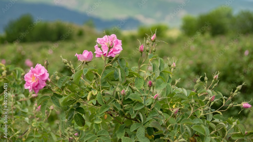Pink Kazanlak Damascena rose, oil-bearing flowering shrub plant, the famous fragrance of Bulgarian Rose Oil distillated for perfumery and rose water, rose otto essence. Bulgaria, the Valley of Roses. Pink Kazanlak Damascena rose, oil-bearing flowering shrub plant, the famous fragrance of Bulgarian Rose Oil distillated for perfumery and rose water, rose otto essence. Bulgaria, the Valley of Roses.