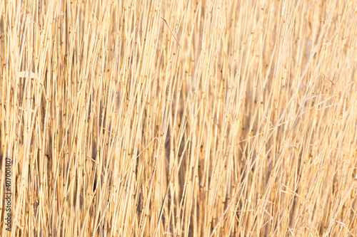 Dry coastal reed stems  abstract natural texture