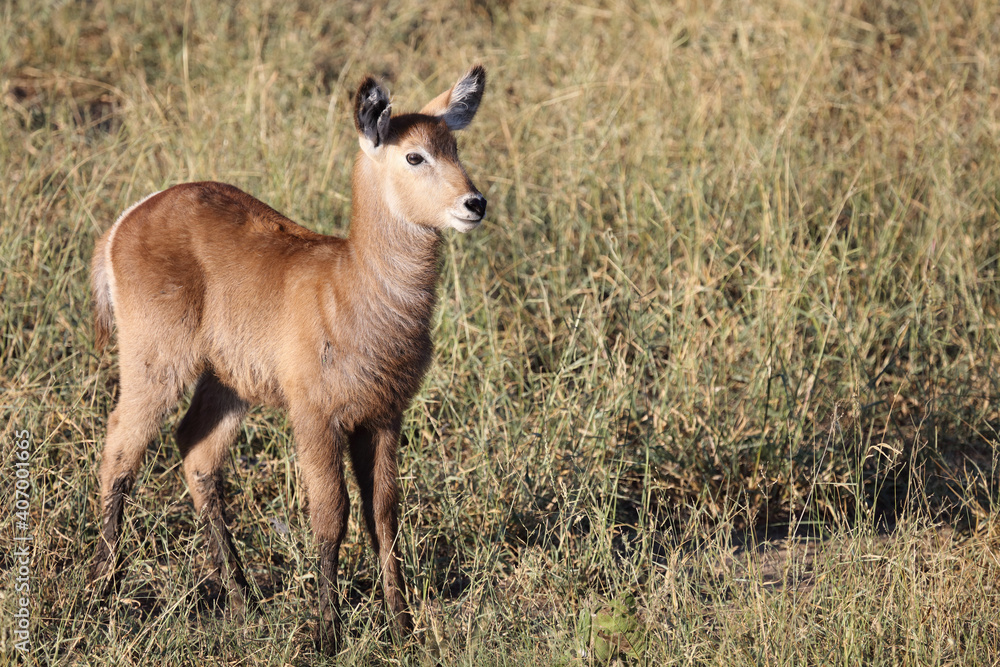Wasserbock / Waterbuck / Kobus ellipsiprymnus Wasserbock / Waterbuck / Kobus ellipsiprymnus