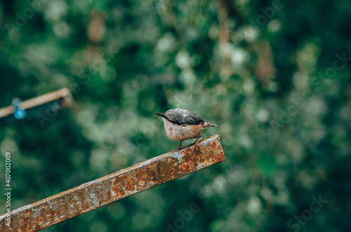 Nuthatch (Sitta europaea) a small songbird with a long strong bill, a stiffened square-cut tail, and the habit of climbing down tree trunks head first. photo