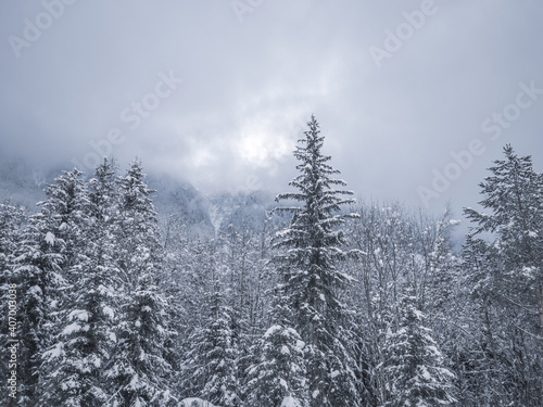 Snow laden trees in a winter forest. The trees are covered in fresh snow in a winter wonderland in the french alps.