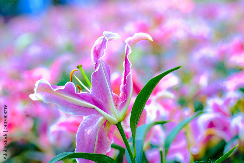 Fototapeta premium Colorful pink lily flower in winter garden