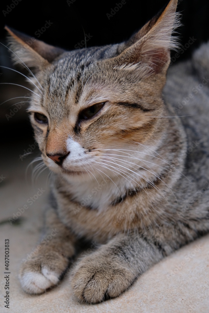 Close-up photo of homeless cat.