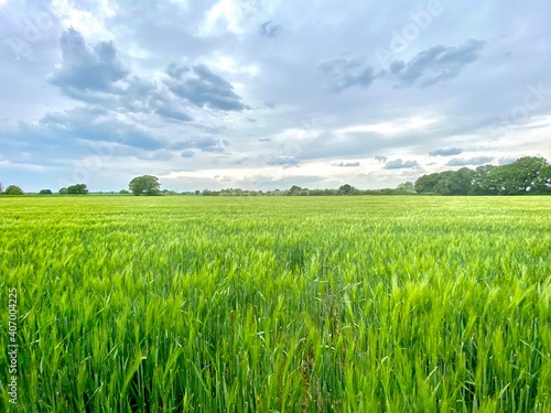 Grünes Feld