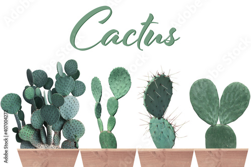 Real Cactus is on white background photo