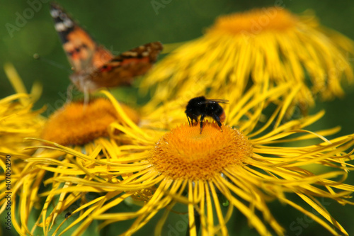 Beautiful yellow blooming flower, (real Alant, Inula helenium)
is visited by a butterfly, (Painted lady) and a bumblebee. photo