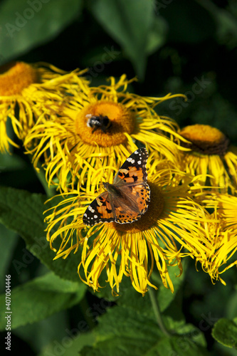 Beautiful yellow blooming flower, (real Alant, Inula helenium)
is visited by a butterfly, (Painted lady) and a bumblebee. photo