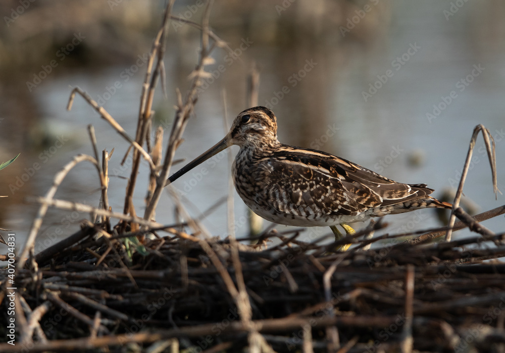Fototapeta premium Common snipe at Akser Marsh in the morning hours at Bahrain.