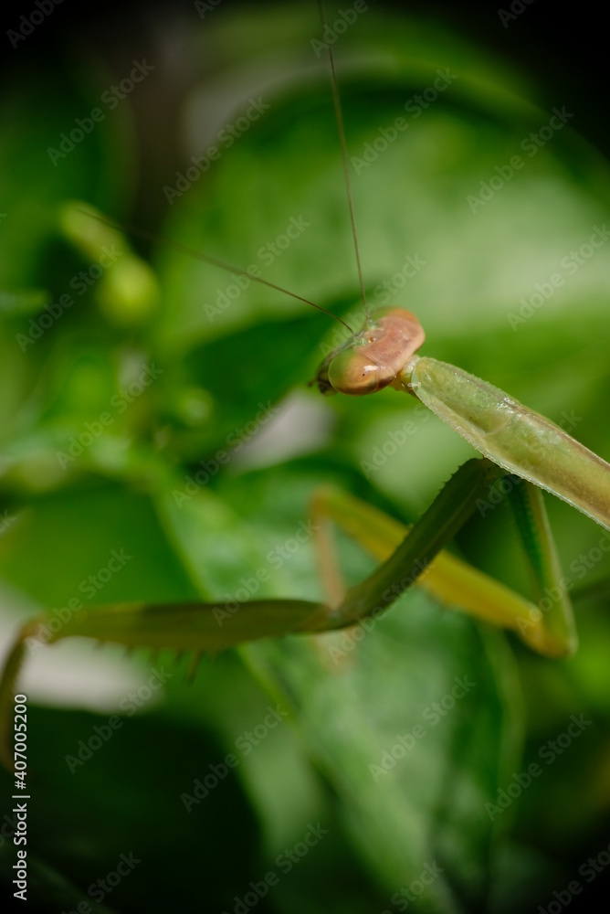 Naklejka premium Close-up of praying mantis in the garden.
