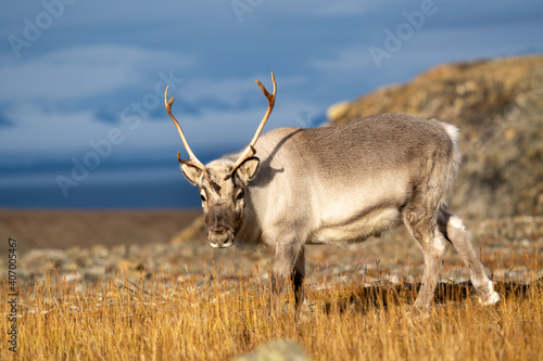 Reindeer   Caribou -  Svalbard Norway