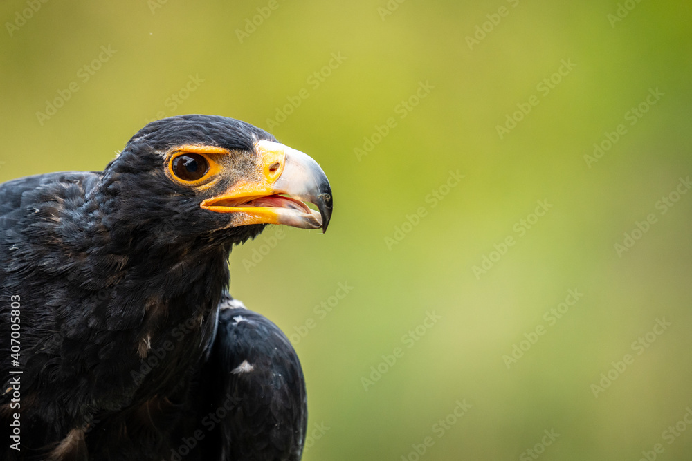 Obraz premium Black Eagle portray