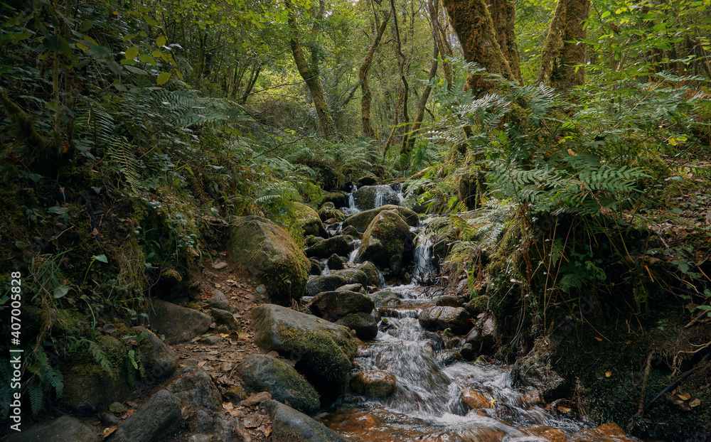 River flowing through the forest between rocks and fallen leaves. Galicia forest in summer. Santiago's road River flowing through the forest between rocks and fallen leaves. Galicia forest in summer. Santiago's road