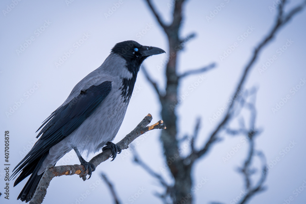 Crow in grey weather Crow in grey weather