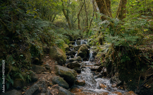 River flowing through the forest between rocks and fallen leaves. Galicia forest in summer. Santiago s road