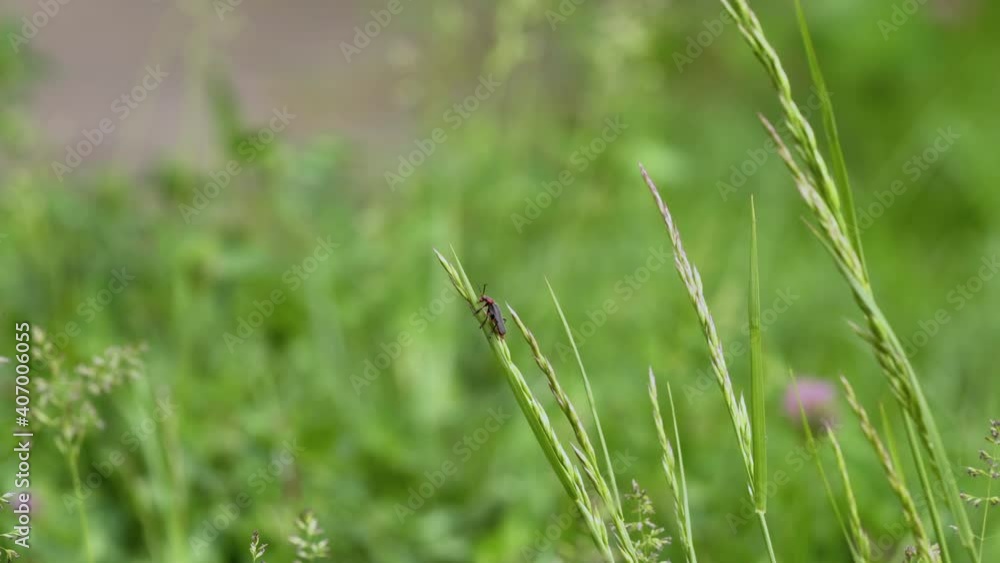 A small soldier beetle sitting on grass A small soldier beetle sitting on grass