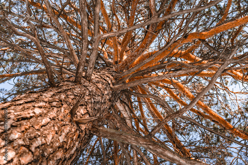 A branching pine tree photographed from below in winter. Beautiful natural background