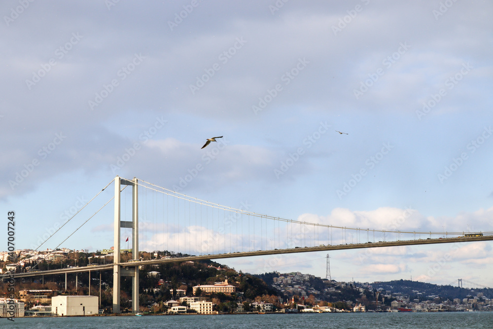 Obraz premium Bosphorus Bridge and a seagull in Istanbul
