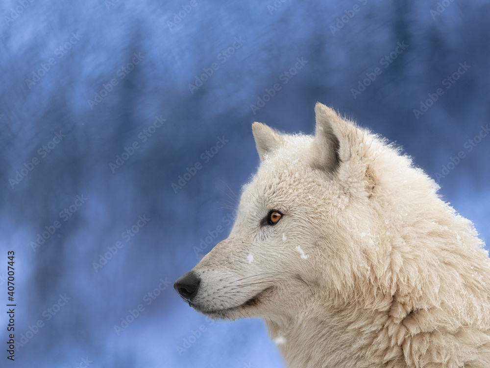 portrait of a wolf against the background of an evening forest in winter portrait of a wolf against the background of an evening forest in winter
