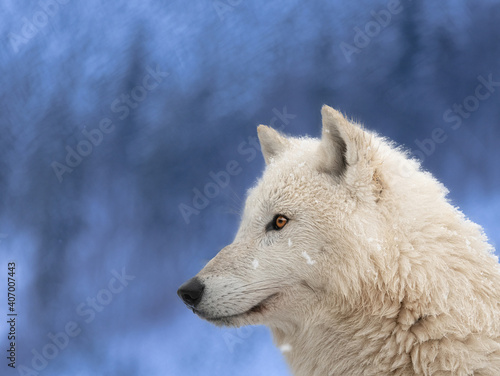 portrait of a wolf against the background of an evening forest in winter