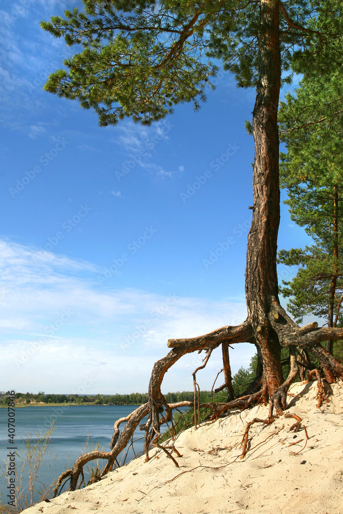 Pine tree on the sandy shore of the lake.