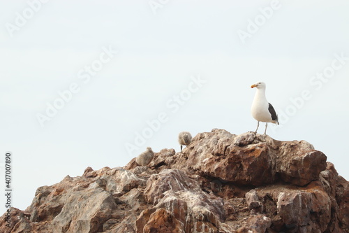 Family of seagulls with their chicks nesting on top of a rock in Namibia.