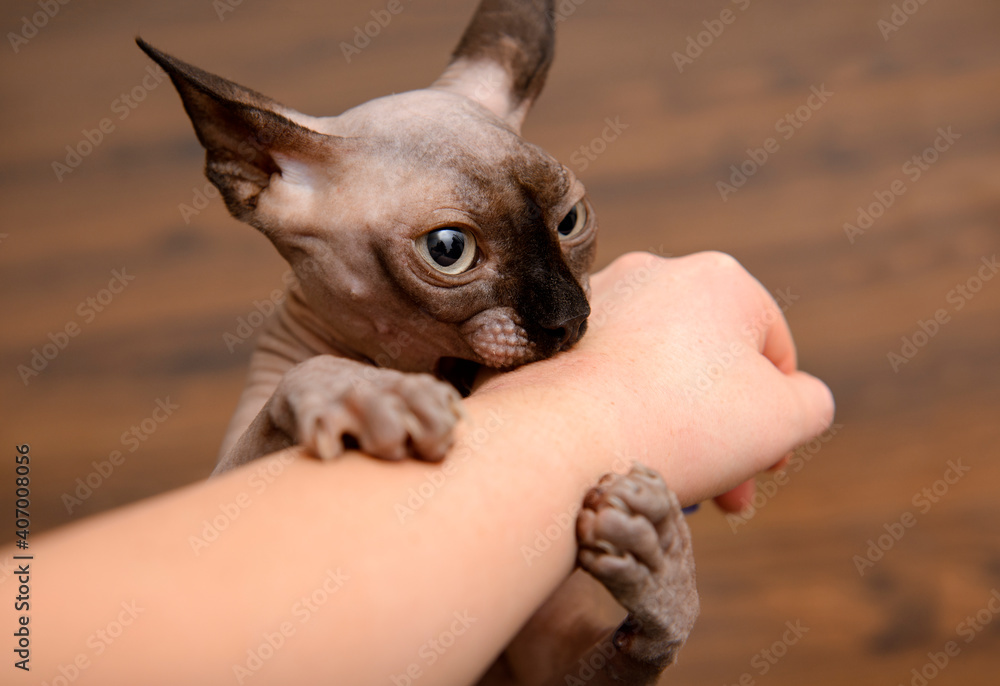 bald Sphynx cat bites the hand, the cat plays