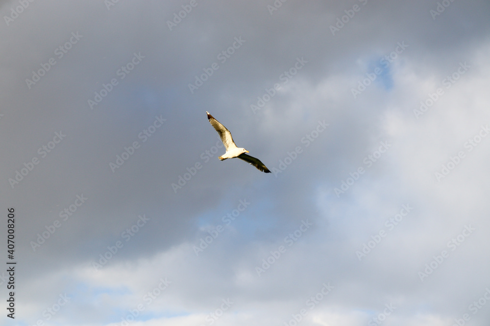seagull in the sky