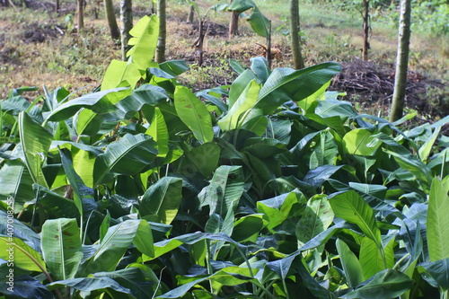 A Group Of Young Cavendish Banana Tree In The Plastic Pot