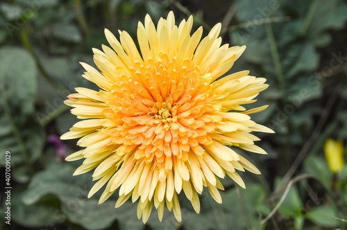 yellow gerbera flower in nature garden