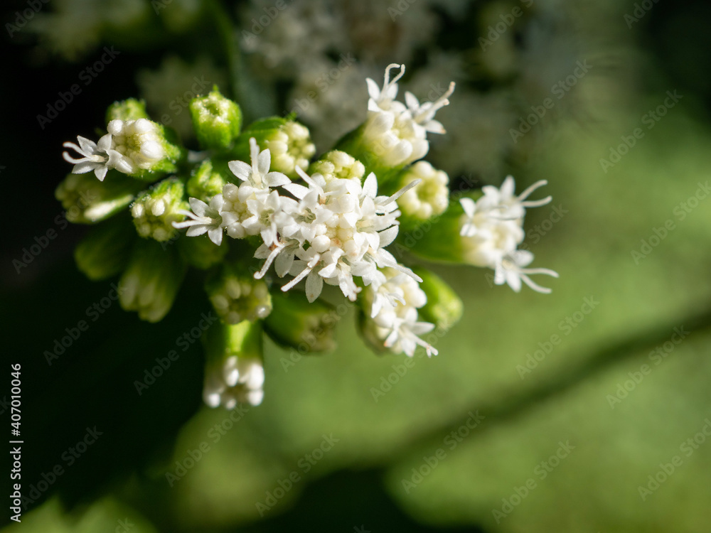Macro closeup small white flowers green background Macro closeup small white flowers green background
