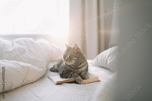 Fotografie cute scottish straight grey tabby cat lying on bed and sleeping in soft morning light