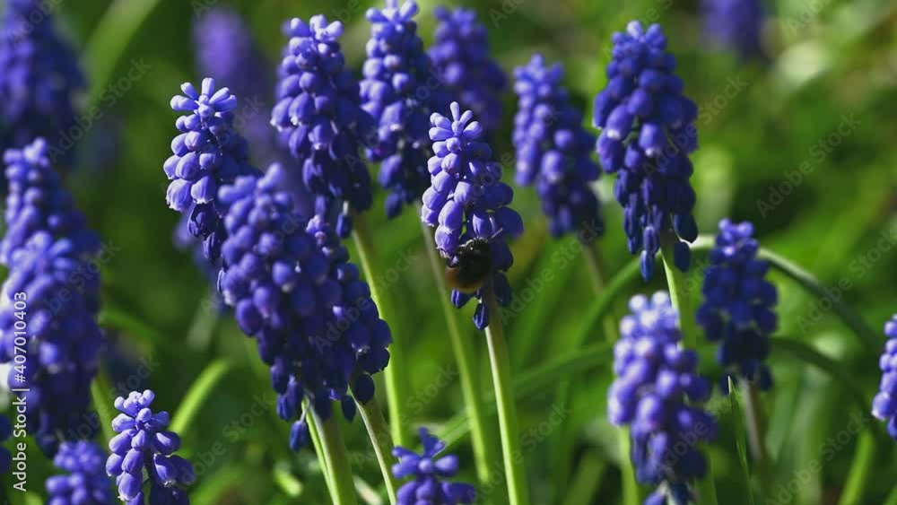 Osmia wall bee feeding on common grape hyacinth Osmia wall bee feeding on common grape hyacinth