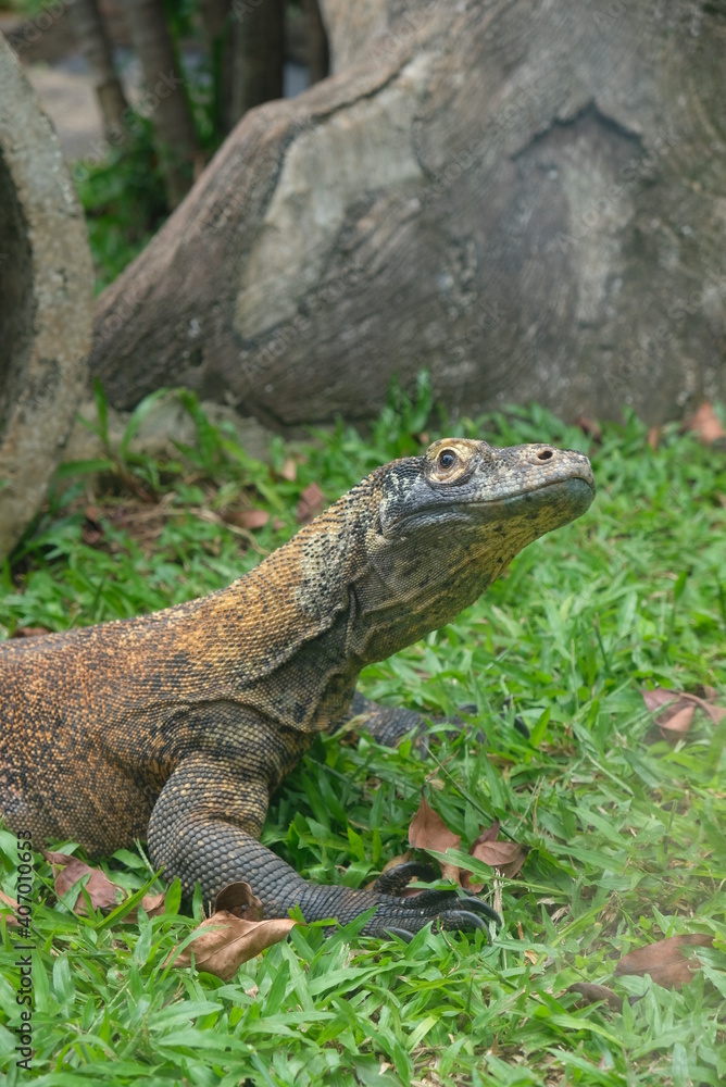 Komodo dragon (Varanus komodoensis) also known as the Komodo monitor Komodo dragon (Varanus komodoensis) also known as the Komodo monitor