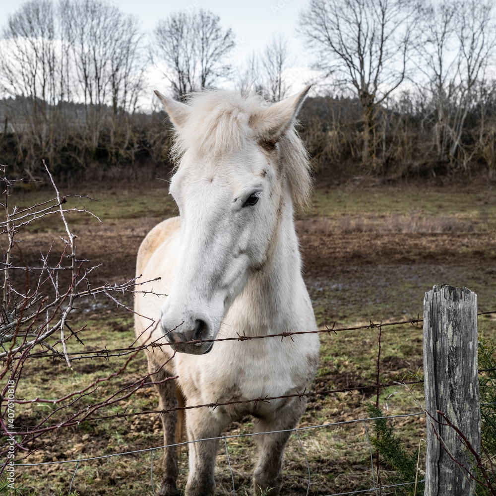 Fototapeta premium portrait d'un cheval blanc dans le pré