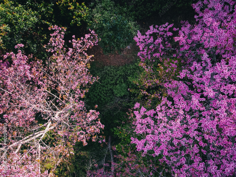 Obraz premium Spring forest,Pink blossom trees and green forest From above