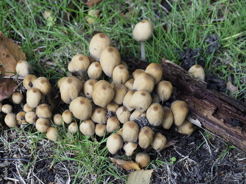 a cluster of wild mushrooms growing in a lawn