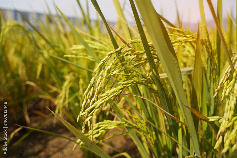 Rice field on rice paddy green color lush growing is a agriculture Rice field on rice paddy green color lush growing is a agriculture