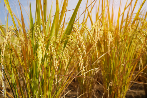 Rice field on rice paddy green color lush growing is a agriculture