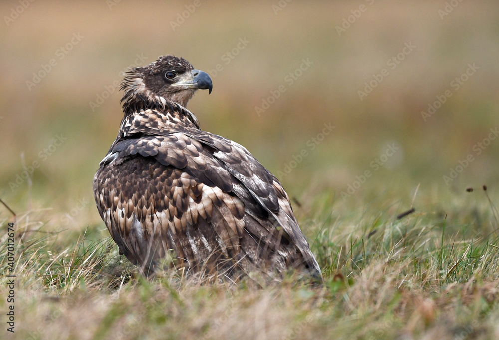 Obraz premium White tailed eagle ( Haliaeetus albicilla )