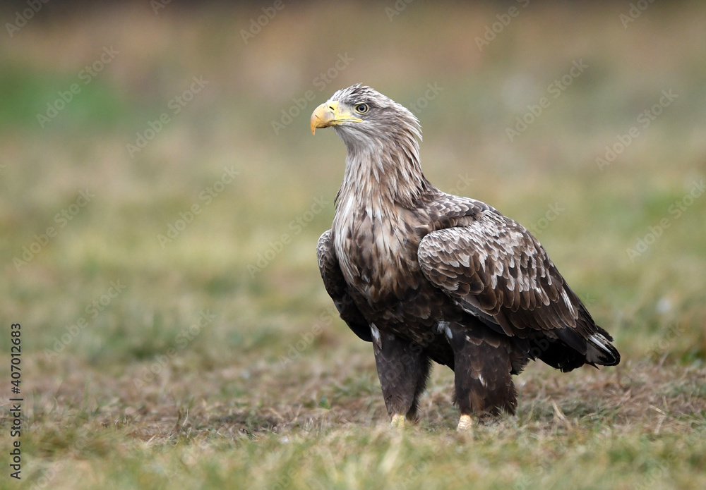 White tailed eagle ( Haliaeetus albicilla ) White tailed eagle ( Haliaeetus albicilla )