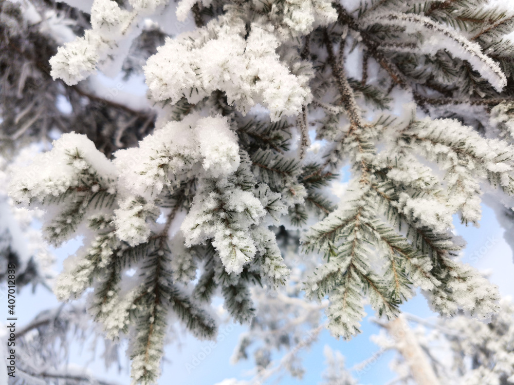Winter Holiday Evergreen Christmas Tree Pine Branches Covered With Snow , Horizontal