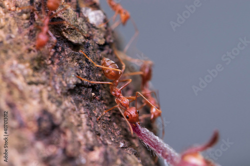 red ant on the ground © armifauzi