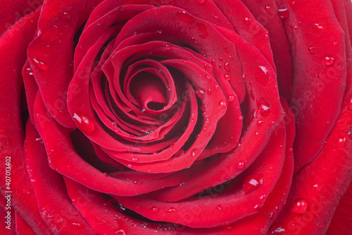 close up red rose with water drops