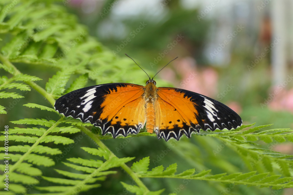Naklejka premium The colorful butterfly leopard lacewing, in latin Cethosia cyane, sits on a fern in the jungle forest