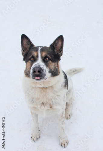 dog showing a tongue  © Anastasiia