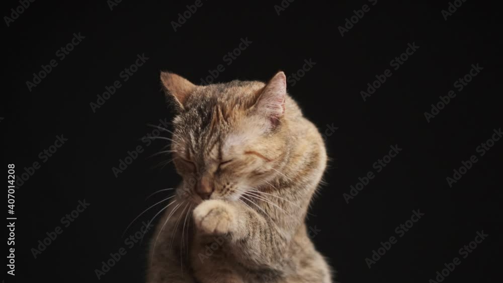 Ginger tabby cat licking its paw and washing its face, front view indoor. Ginger tabby cat licking its paw and washing its face, front view indoor.