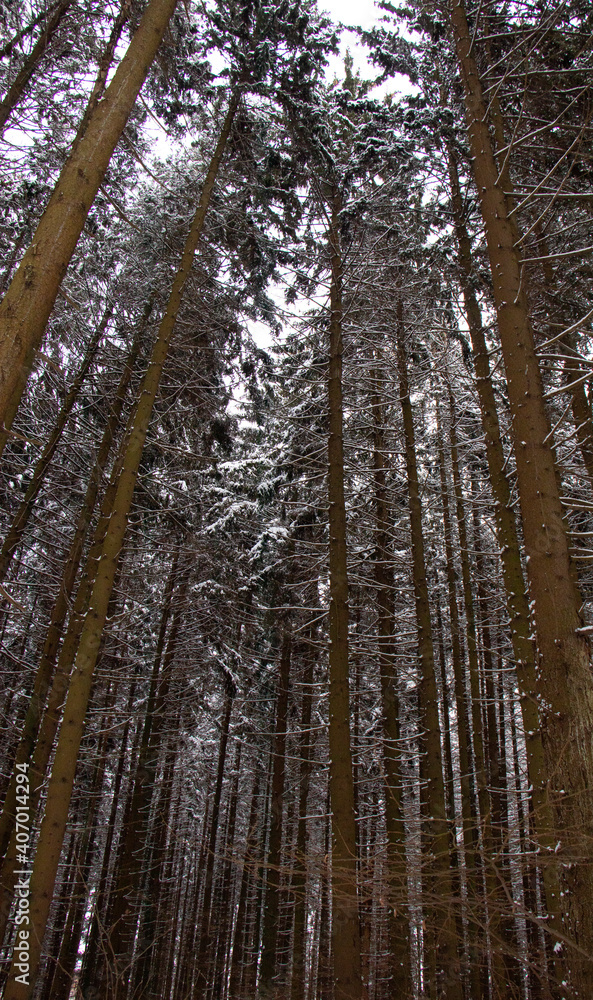 Fototapeta premium forest in winter background 