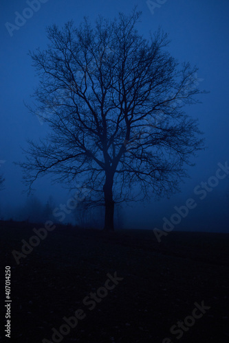 tree in the fog night