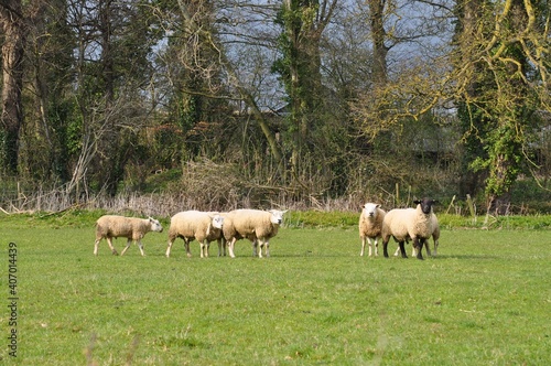 イギリスの羊たち