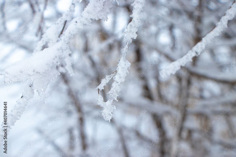 Branches in ice 